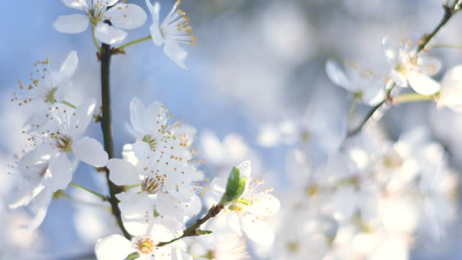 drbk march newsletter